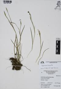 Sisyrinchium tolucense image